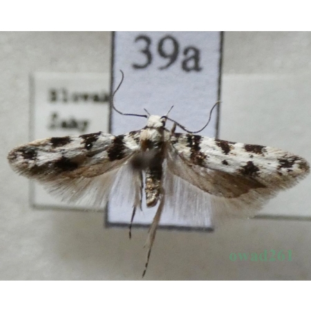 Pseudotelphusa scalella (Scopoli, 1763) Slovakia39a